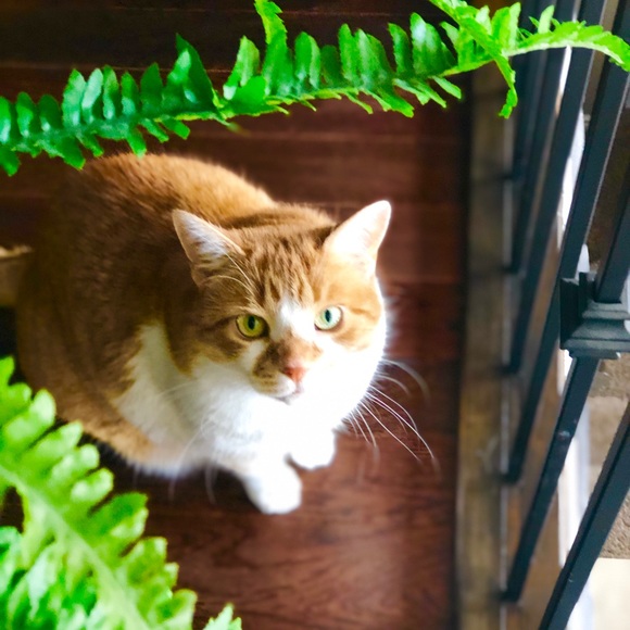 Meet your Posher, Lisa - Picture 5 of 8